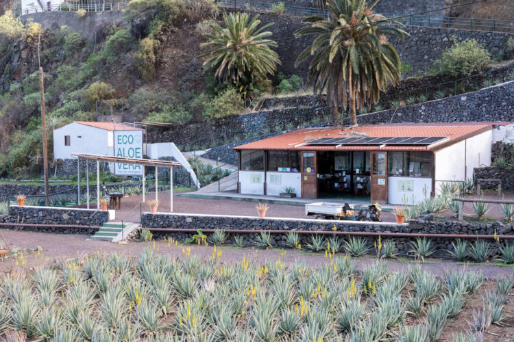 Finca Canarias Aloe Vera